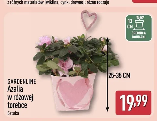 Azalia w różowej torebce GARDENLINE promocja w Aldi