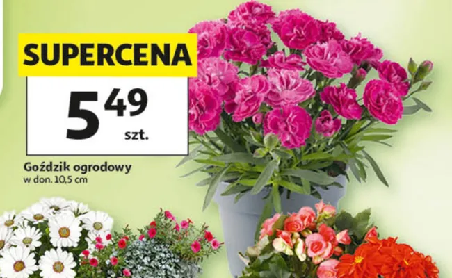 Goździk ogrodowy w don. 10,5cm promocja w Auchan