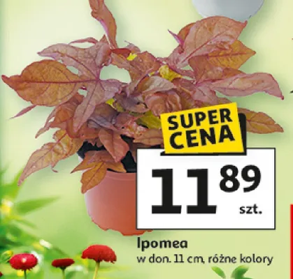Ipomea w donicy promocja w Auchan