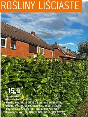 Laurowiśnia różne odmiany i wielkości promocja w OBI