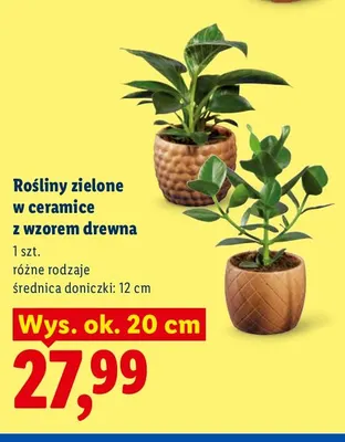 Rośliny zielone w ceramice z wzorem drewna promocja w Lidl