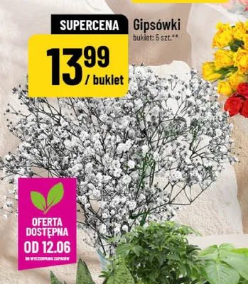 Gipsówki bukiet 5-pak promocja w POLOmarket