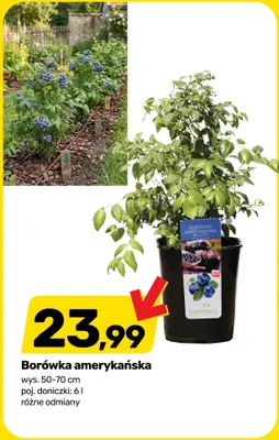 Borówka amerykańska Gartenland wys. 50-70cm poj. doniczki 6l promocja w Bricomarche