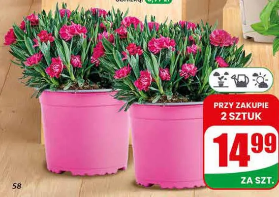 Goździk Dynamic doniczka 17cm wysokość 25cm promocja w Dino