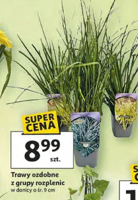 Trawy ozdobne z grupy rozpleńc promocja w Auchan