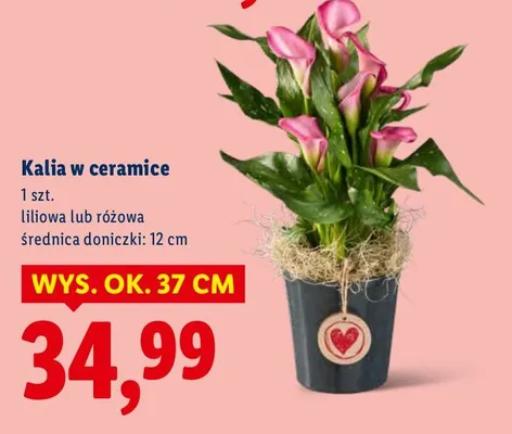 Kalia w ceramice promocja w Lidl
