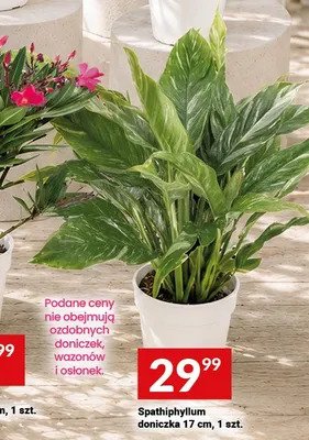Spathiphyllum doniczka 17cm promocja w Twój Market