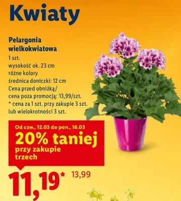 Pelargonia wielokwiatowa promocja w Lidl