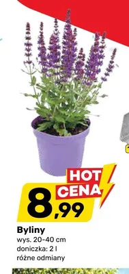 Byliny wys. 20-40cm doniczka: 2l promocja w Bricomarche