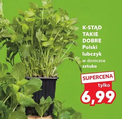 Lubczyk w doniczce promocja w Kaufland