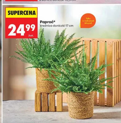 Paproć średnica doniczki 17 cm promocja w Biedronka