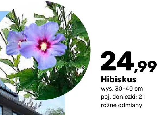 Hibiskus promocja w Bricomarche