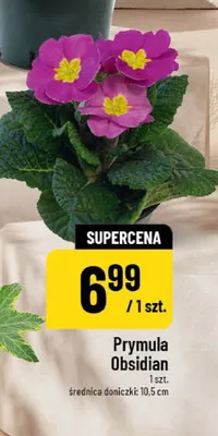 Prymula Obsidian promocja w POLOmarket