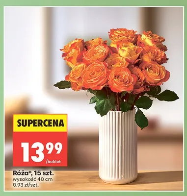 Róża wysokość 40cm promocja w Biedronka
