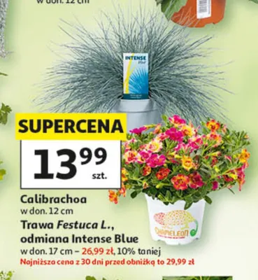 Calibrachoa w don. 12cm promocja w Auchan