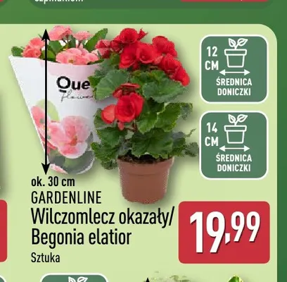Wilczomlecz okazały Gardenline promocja w Aldi