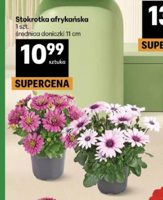 Stokrotka afrykańska promocja w Delikatesy Centrum