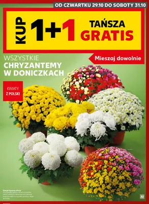 Chryzantemy w doniczkach promocja w Kaufland