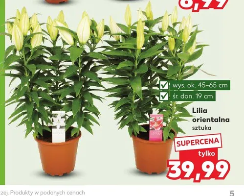 Lilia orientalna promocja w Kaufland