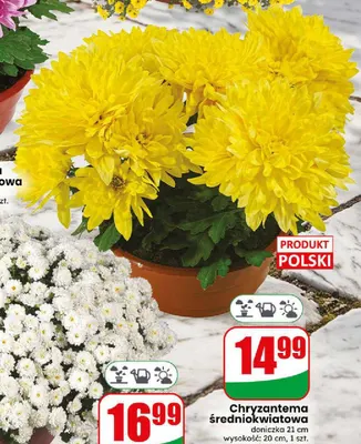 Chryzantema średniokwiatowa doniczka 21 cm promocja w Dino