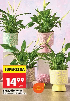 Skrzydłokwiat promocja w Biedronka