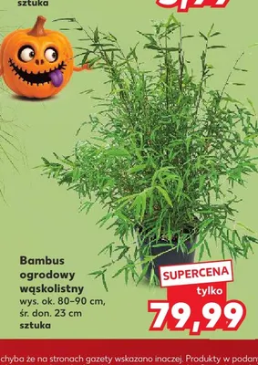 Bambus ogrodowy wąskolistny promocja w Kaufland