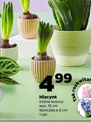 Hiacynt (różne kolory) promocja w Netto