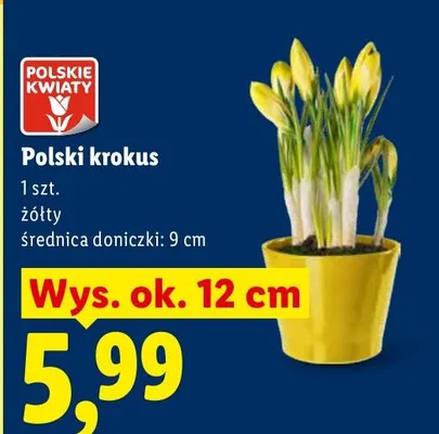 Polski krokus promocja w Lidl