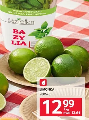 Bazylia XXL doniczka promocja w Selgros