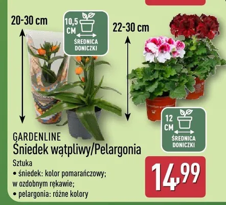 Śniedek wątpliwy/Pelargonia promocja w Aldi