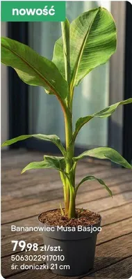 Roślina Bananowiec Musa Basjoo promocja w Castorama
