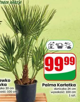Palma Karłatka promocja w Dino