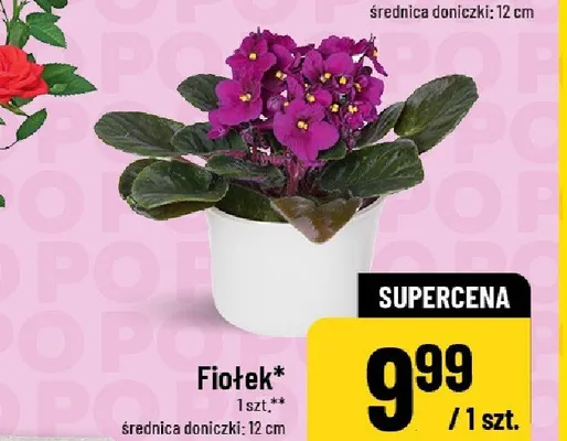 Fiołek średnica doniczki 12cm promocja w POLOmarket