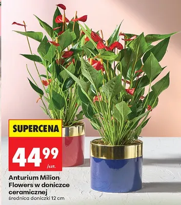 Anturium Milion Flowers w doniczce ceramicznej promocja w Biedronka