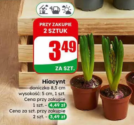Hiacynt doniczka 8,5cm promocja w Dino