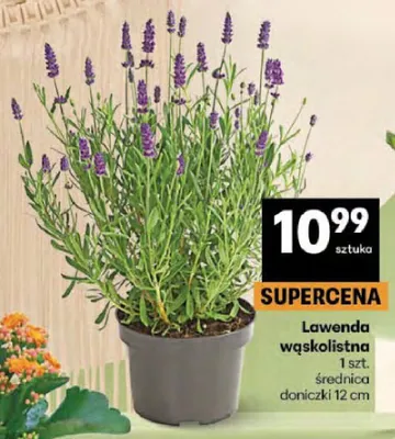 Lawenda wąskolistna średnica doniczki 12cm promocja w Delikatesy Centrum
