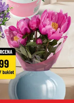 Piwonie promocja w POLOmarket