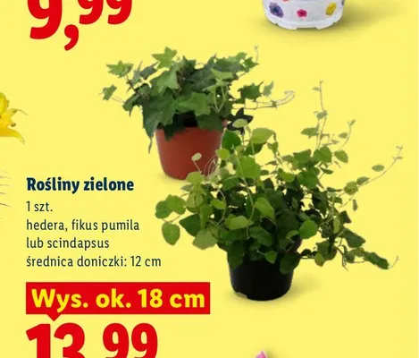 Roślina zielona Fikus Pumila promocja w Lidl