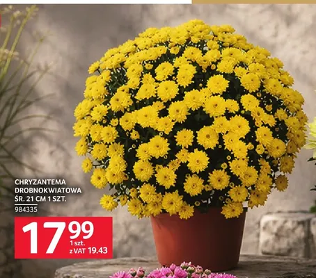 Chryzantema drobnokwiatowa śr. 21 cm promocja w Selgros