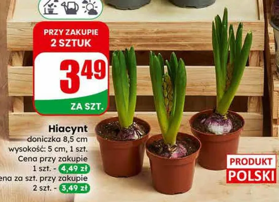 Hiacynt doniczka 8,5 cm promocja w Dino