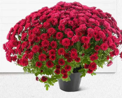 Katalog ogród, strona 130 promocja w Bricomarche