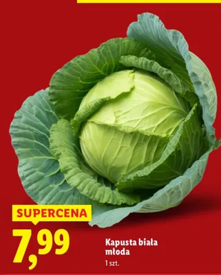 Kapusta biała młoda promocja w Lidl