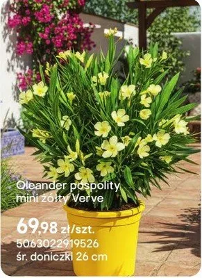 Oleander pospolitý mini żółty Verve promocja w Castorama