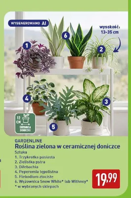 Roślina zielona w ceramicznej doniczce wężownica Snow White Gardenline promocja w Aldi
