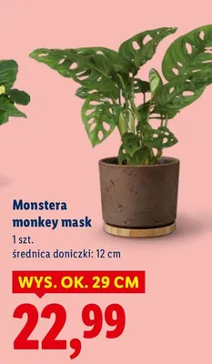 Monstera monkey mask promocja w Lidl
