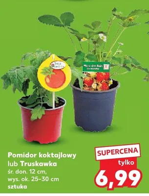 Pomidor koktajlowy śr. don. 12cm wys. ok. 25-30cm promocja w Kaufland