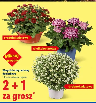 Chryzantema doniczkowa średniokwiatowa promocja w Lidl