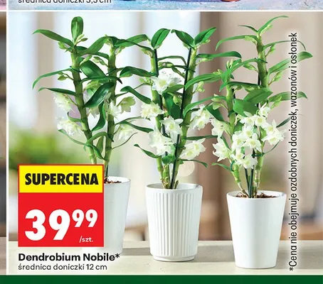 Dendrobium Nobile promocja w Biedronka