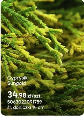 Cyprysik Sungold promocja w Castorama