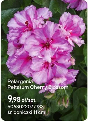 Pelargonia Peltatum Cherry Blossom promocja w Castorama